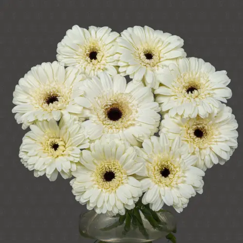 Гербера (Касабланка) Гербера (Касабланка)