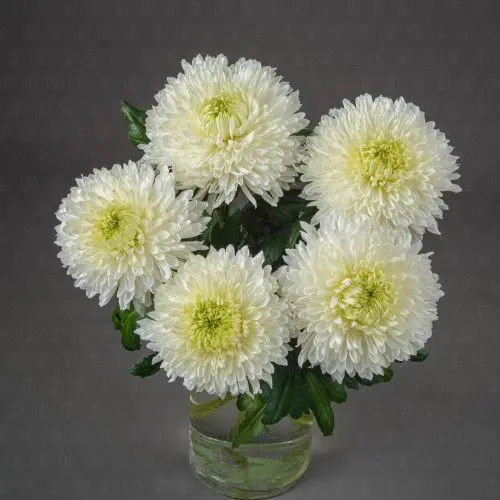 Хризантема одноголовая (Магнум)