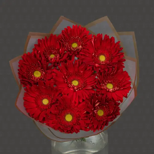 Акция! 9 Гербер Хайлайт с оформлением Премиум