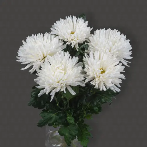 Хризантема одноголовая (Антонов)