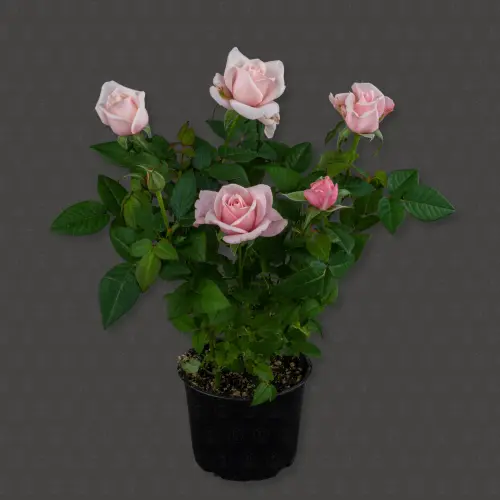 Роза Кордана (Светло-розовая)