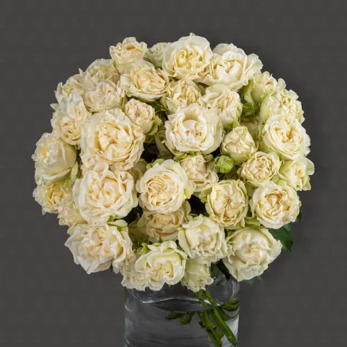 Роза кустовая Пионовидная 50 см. (Белая)