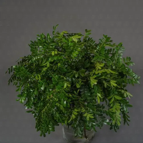 Зелень Пистация (банч)