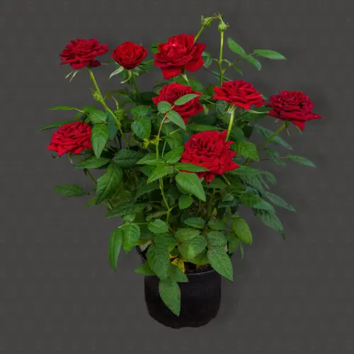 Роза Кордана (Красная)