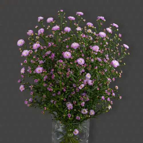 Астер (Розовый)