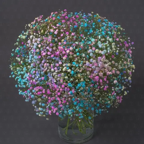 Гипсофила (Крашенная)