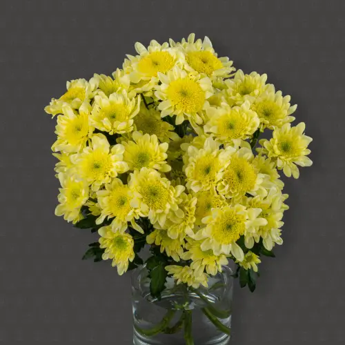 Хризантема кустовая (Радость Крем)