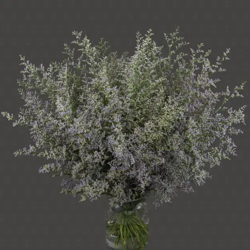 Лимониум (Синий)