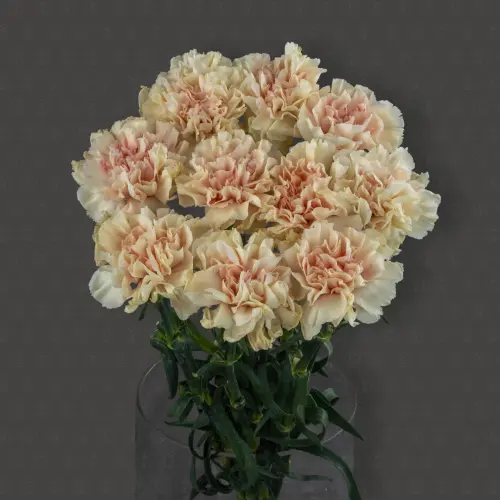 Гвоздика одноголовая (Персиковая)