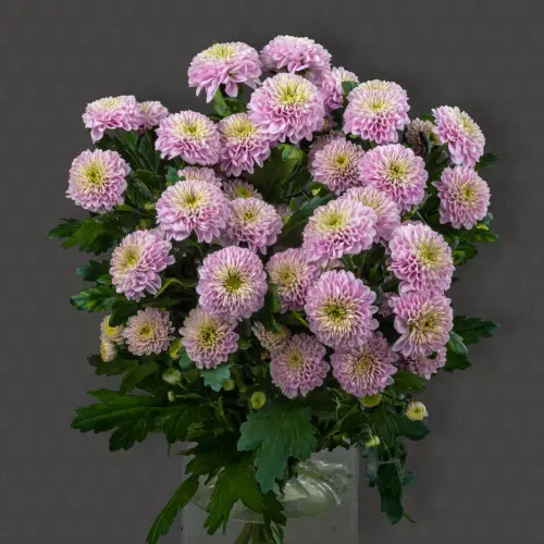 Хризантема кустовая (Летсго Пинк) Хризантема кустовая (Летсго Пинк)