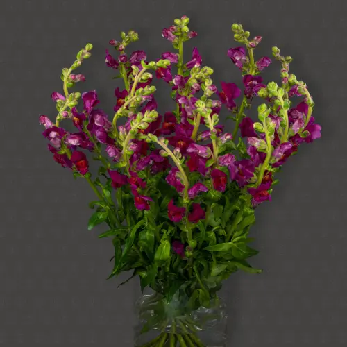 Антирринум (Красный)