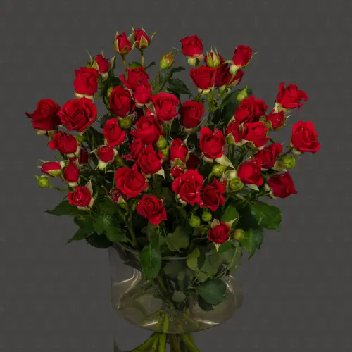 Роза кустовая 50 см. (Красная)