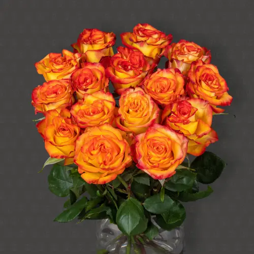 Роза Эквадор 50 см. (Хай Мэджик) Роза Эквадор 50 см. (Хай Мэджик)