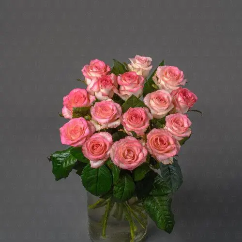 Роза Россия 50 см. (Джумилия)