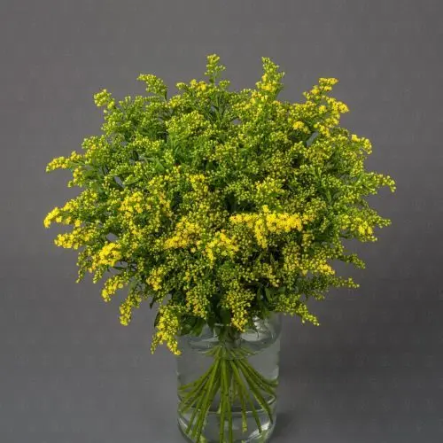 Солидаго Солидаго