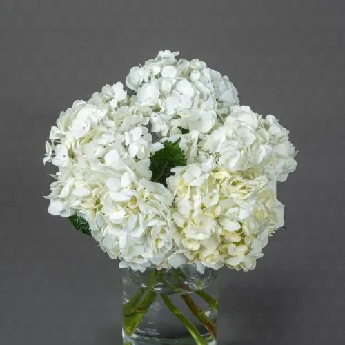 Гортензия (Белая)