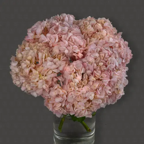 Гортензия (Розовая)