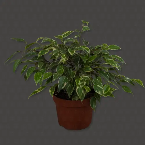 Фикус Кинки d12 h25