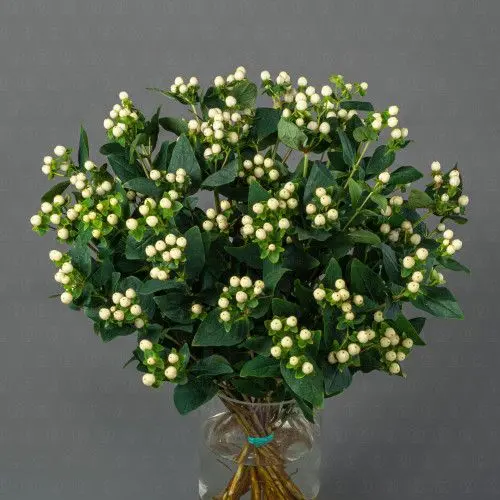 Гиперикум (Белый)