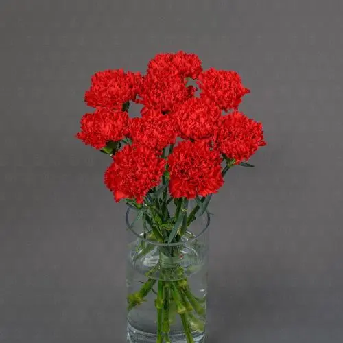 Гвоздика одноголовая (Красная)