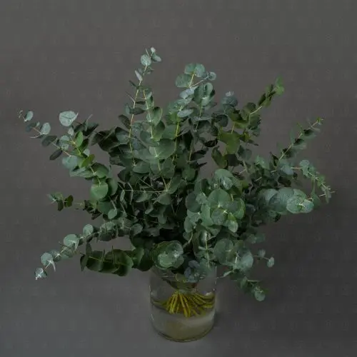 Зелень Эвкалипт Цинерея (банч)