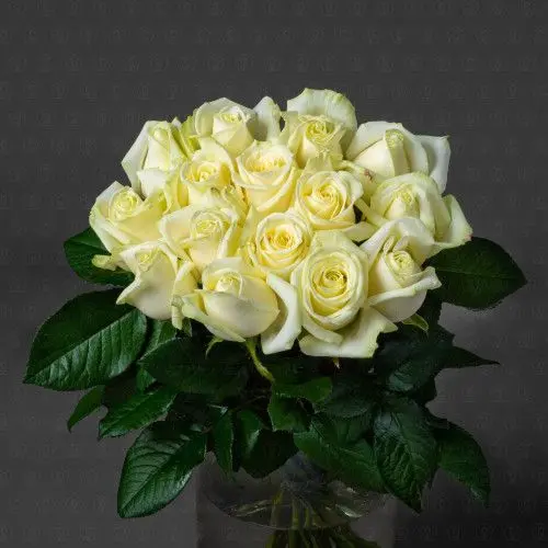 Роза Россия 70 см. (Аваланш)