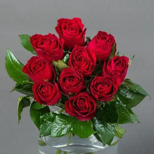 Роза Кения 40 см. (Красная)