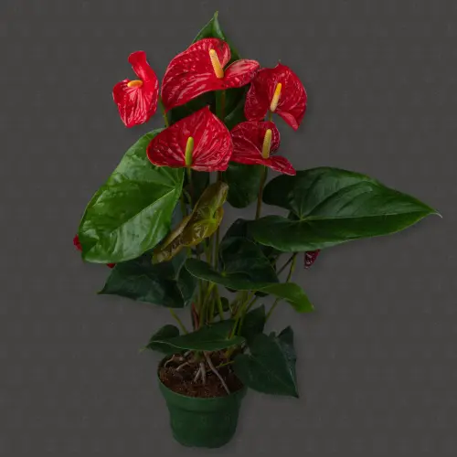 Антуриум Мадурал d14 h55