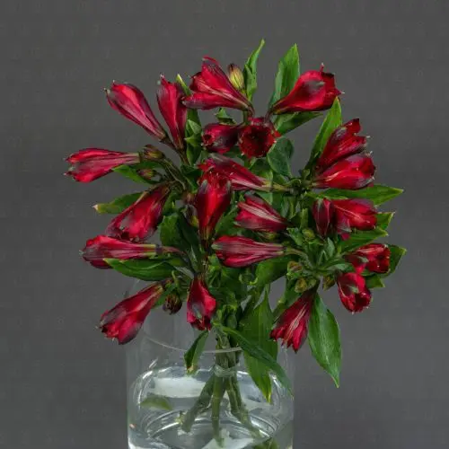 Альстромерия (Красная)