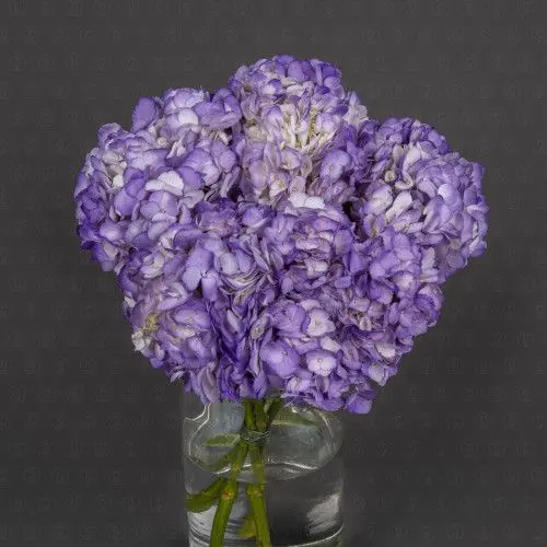 Гортензия (Фиолетовая)