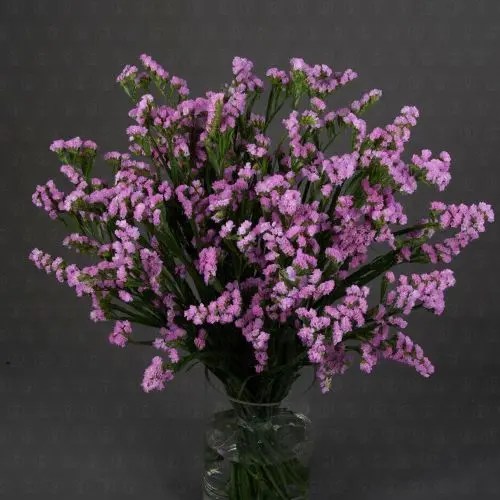 Статица (Розовая) Статица (Розовая)