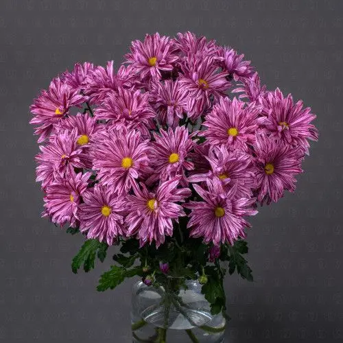 Хризантема кустовая (Стелини)