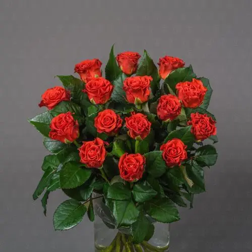 Роза Россия 50 см. (Эль Торро)