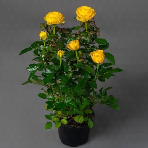 Роза Кордана (Желтая)