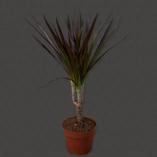 Драцена Магента d12 h35