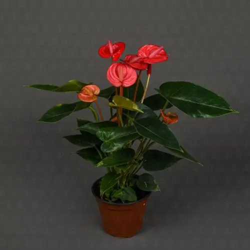 Антуриум  Ксяо Цзяо 11/38