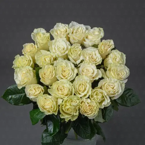 Акция! 25 роз Эквадор 70 см. (Мондиаль)