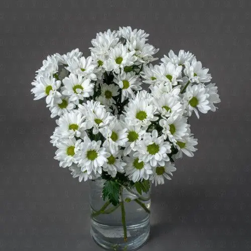 Хризантема кустовая (Чик)