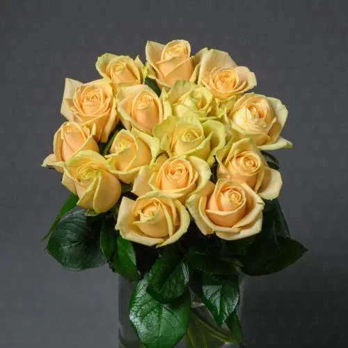 Роза Россия 50 см. (Пич Аваланш)