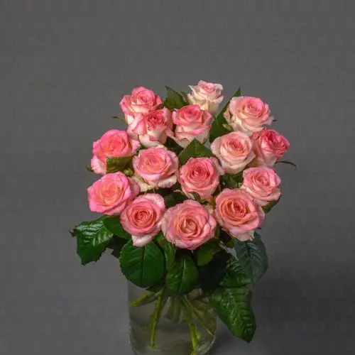 Роза Россия 70 см. (Джумилия)