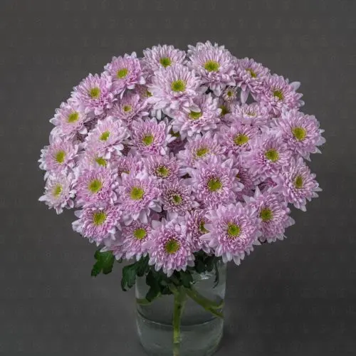 Хризантема кустовая (Коммандер Пинк) Хризантема кустовая (Коммандер Пинк)