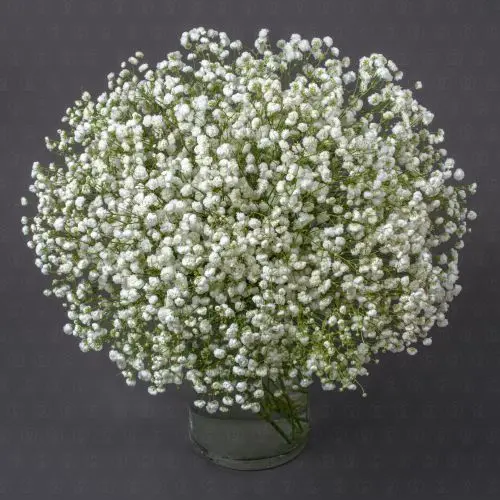 Гипсофила (Белая)