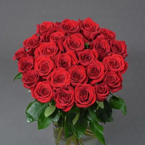 Акция! 25 роз Эквадор 50 см. (Фридом)