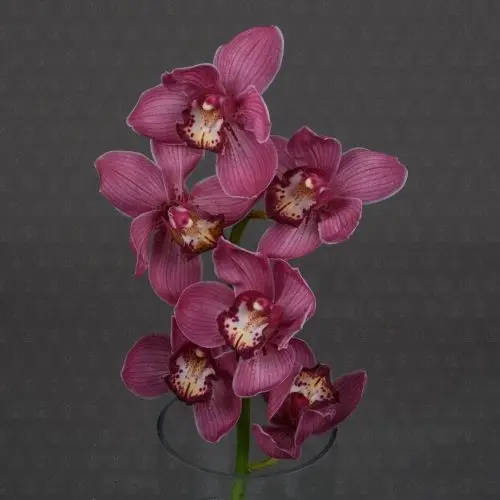 Орхидея Цимбидиум 50 см. ветка (Сиреневый)