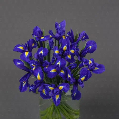 Ирис (Синий)