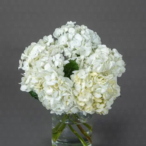 Гортензия (Белая)