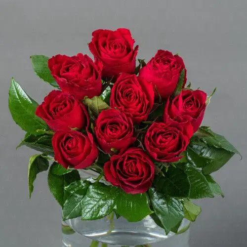Роза Кения 40 см. (Красная)