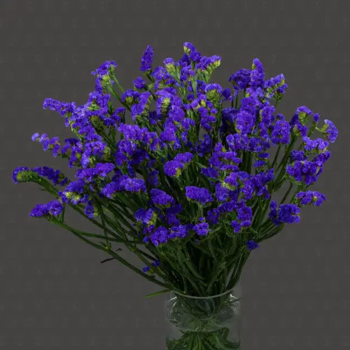 Статица (Синяя) Статица (Синяя)