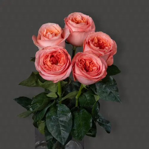 Роза Эквадор 50 см. пионовидная (Мандарин Экспрэшн)