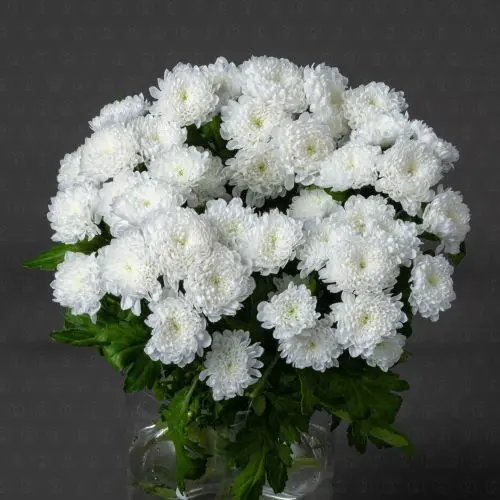 Хризантема кустовая Сантини (Байкал)